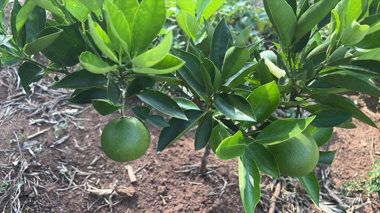 Green citrus fruit growing among leaves on a tree, representing sustainable growth